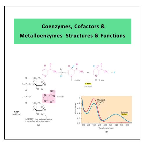 Coenzymes, Cofactors and Metalloenzymes: Structures, Properties and ...