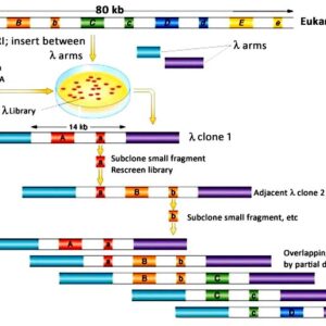 Chromosome Walking PPT