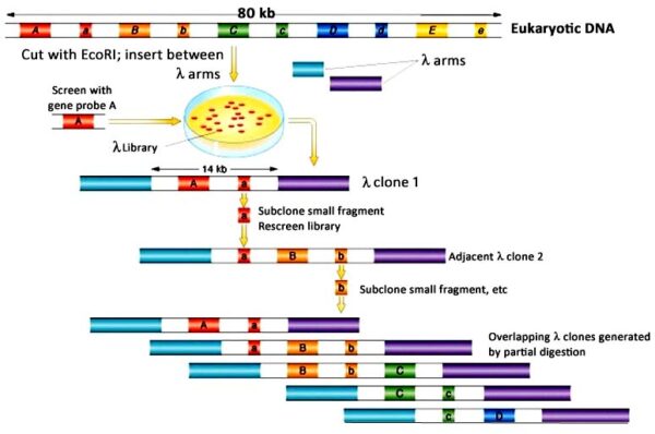 Chromosome Walking PPT