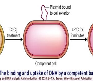 MCQs on the introduction of rDNA into host cells (Bacteria, plants, and animal cells)