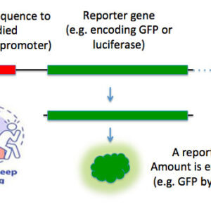 MCQs on Selection, Scorable, and Reporter Gene Markers
