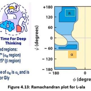 MCQs on Amino Acids, Protein Structure & Ramachandran Plot