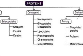 Protein classification PPT