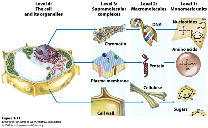 Introduction to Biochemistry and Historical perspectives