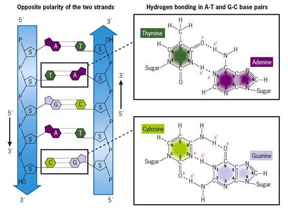 Structure, properties and various forms of DNA