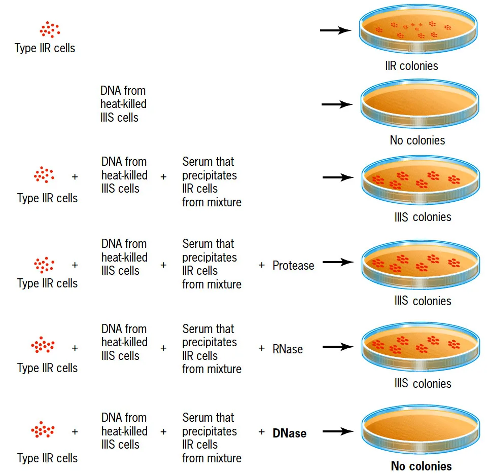 DNA as genetic material: experimental evidences