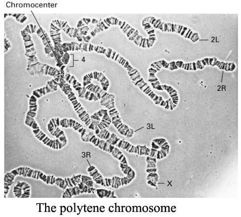 Giant Chromosomes:  Polytene Chromosome and Lampbrush Chromosome