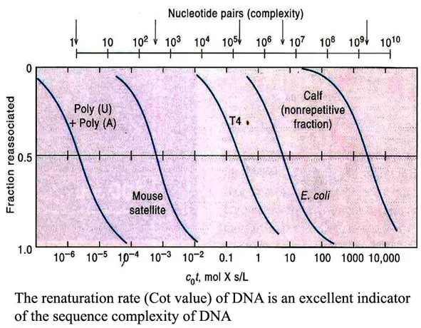 DNA Denaturation and Renaturation Kinetics