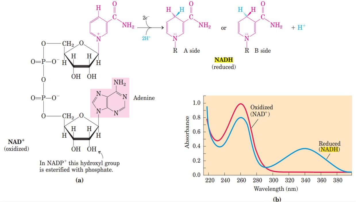 Bioenergetics: Biological Oxidation Reduction