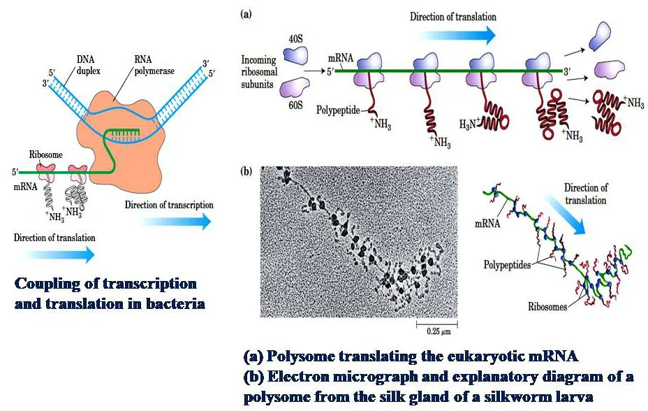 Translation in Prokaryotes and Eukaryotes