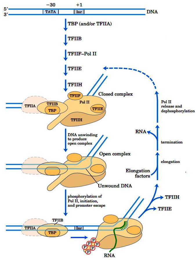 Eukaryotic Transcription And Post transcriptional Modifications 