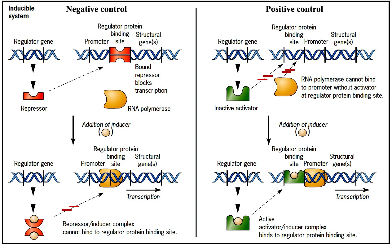 Regulation of Prokaryotic gene expression