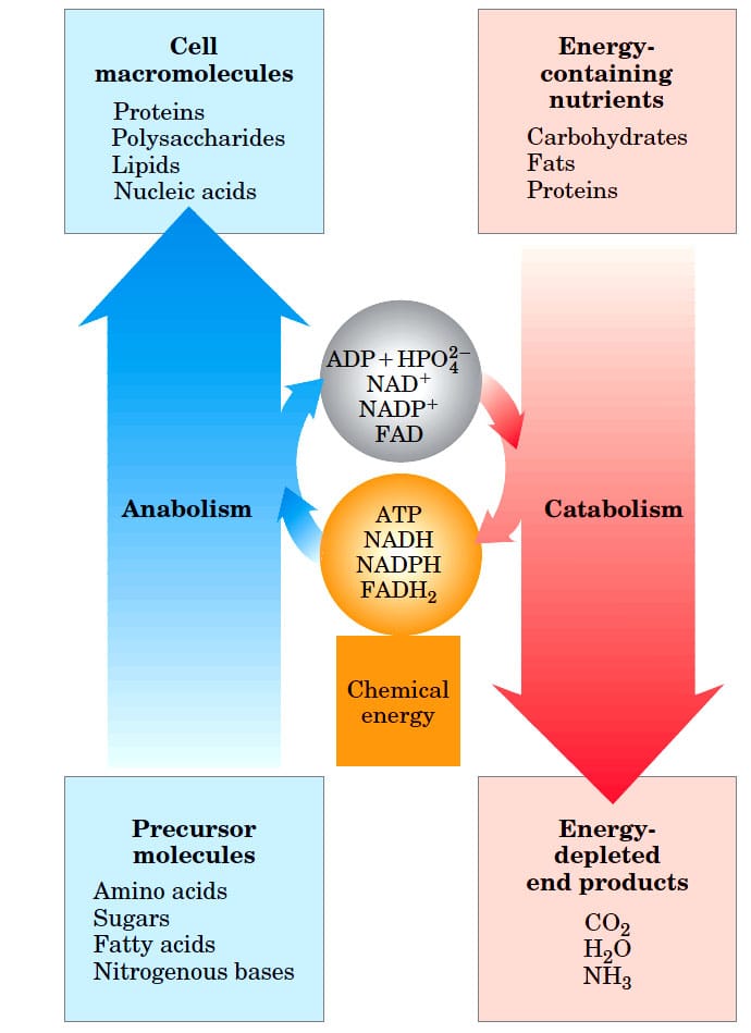 Intermediary metabolism