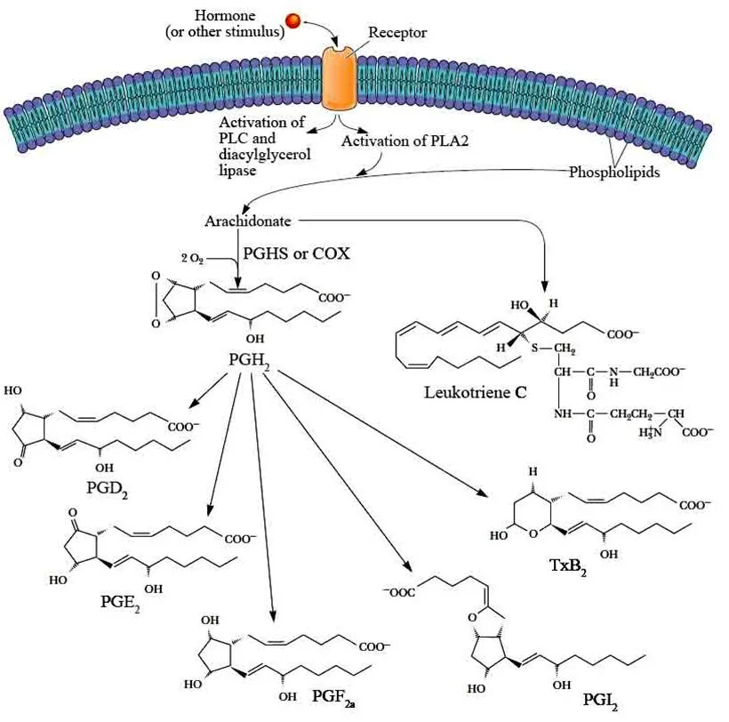 Lipids Classification Nomenclature Properties and Functions