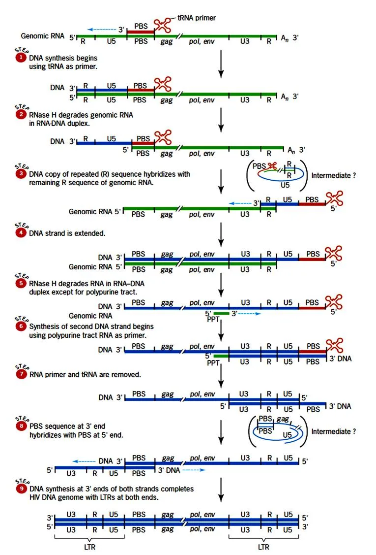 Reverse transcription