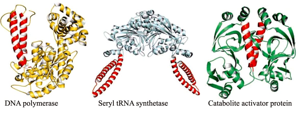 tertiary structure of proteins