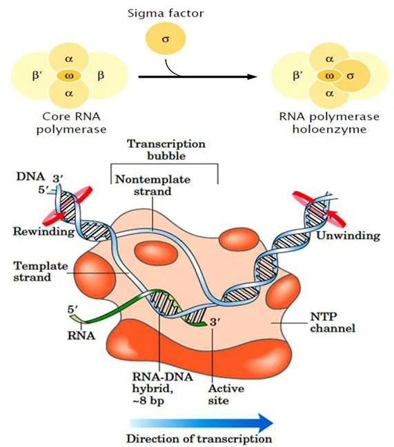 Transcription in Prokaryotes