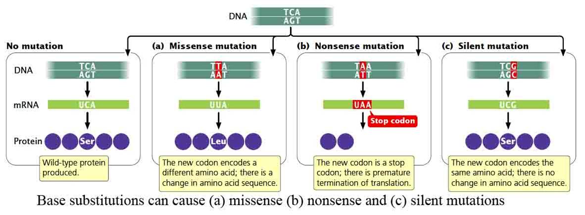 Mutations: Types, Mechanisms, Mutagens and Ames test