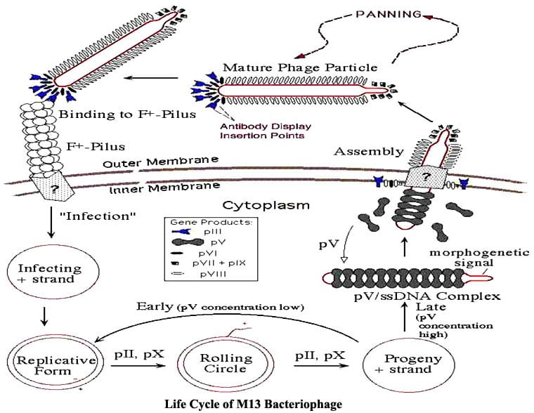 bacteriophage life cycle