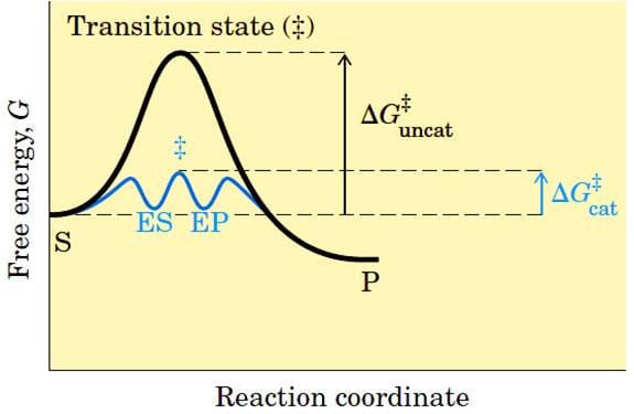 Enzyme II​  Mechanism of enzyme action: ES complex, transition state, activation energy, binding energy,​  Hypothesis of enzyme action: Key and Lock theory; Induced fit theory​  Classes of enzyme specificity