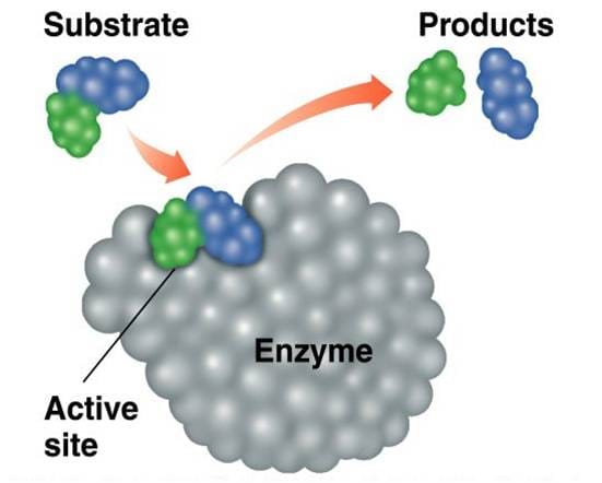 Enzymes: Properties Composition Active site and Classification