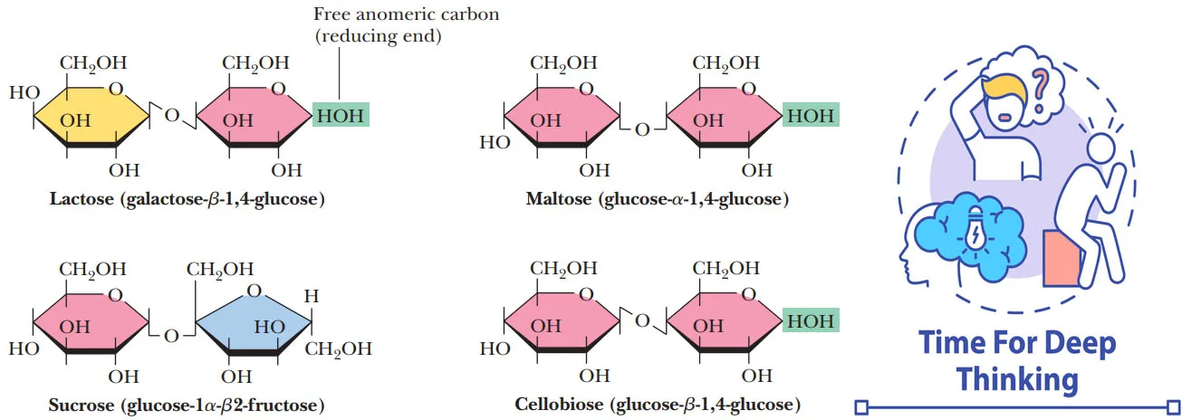 MCQs on Carbohydrate types, structure, properties and functions