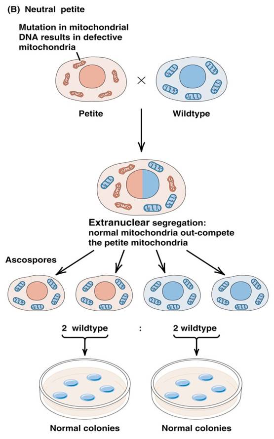 Cytoplasmic inheritance