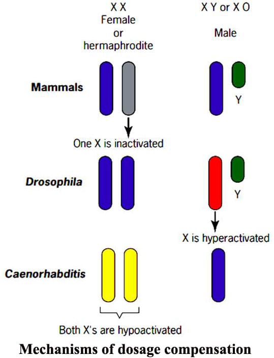 Dosage compensation Mechanisms: X-Inactivation, X-Hyperactivation and X-Hypoactivation