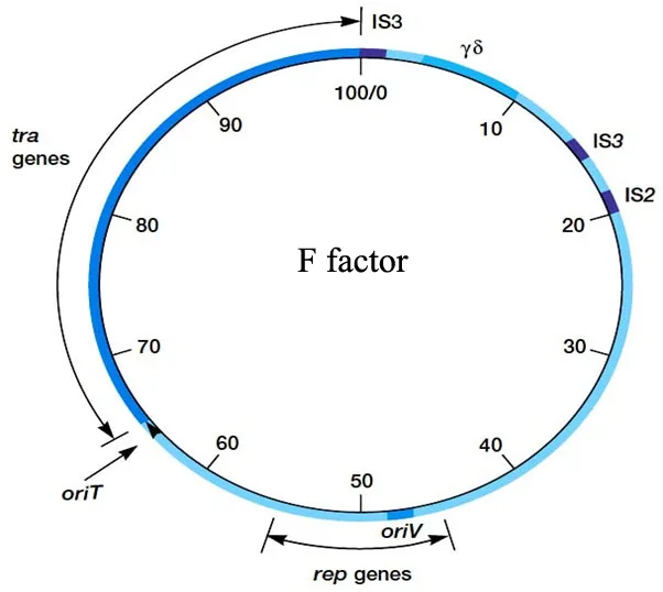 Bacterial Plasmids Properties and Types