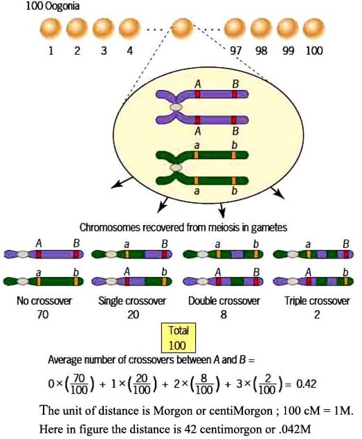 Linkage Recombination and chromosome mapping