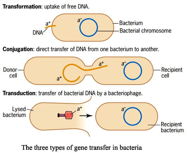 Gene Transfer In Bacteria I: Conjugation​ Hfr Conjugation Sexduction