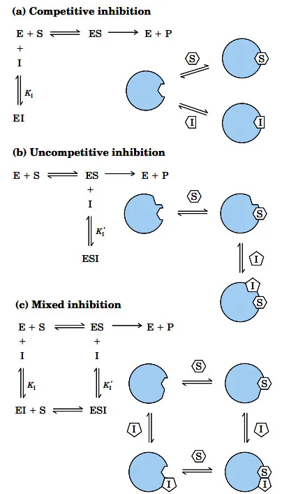MCQs on Enzyme Inhibition
