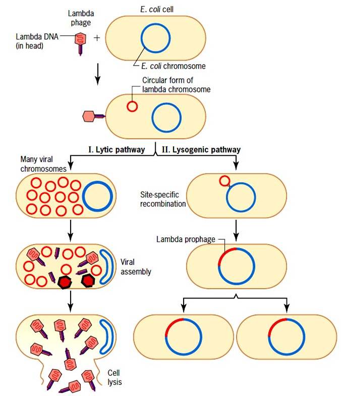 Life cycles of λ Bacteriophage;​ Regulation of Lytic and Lysogenic cycle​