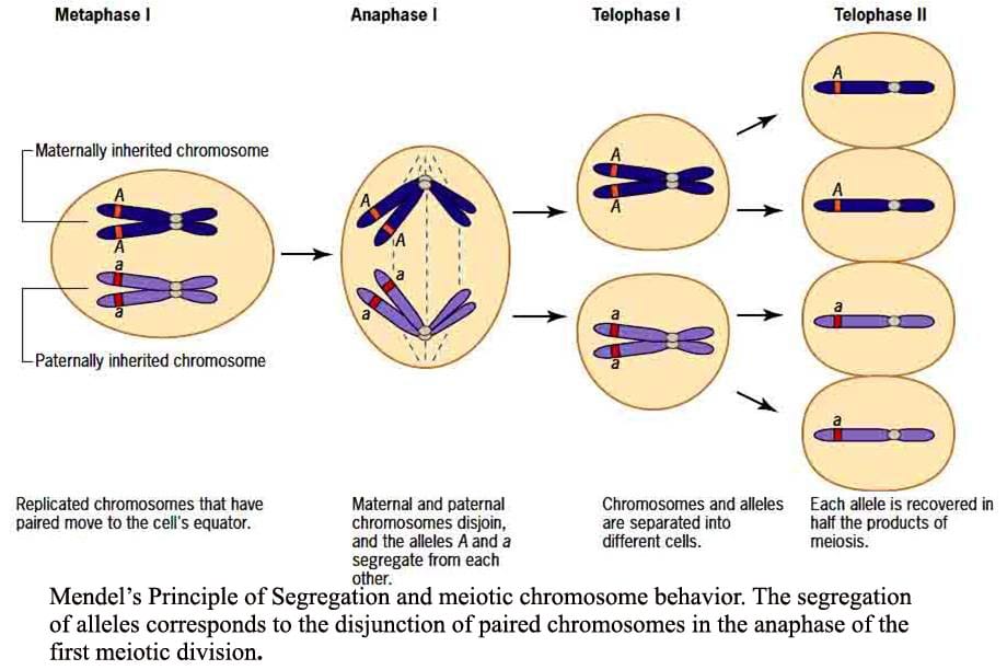 The Mendelism: Basic principles; The Chromosomal basis of Mendelism ...