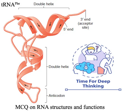 MCQ on RNA structure and function