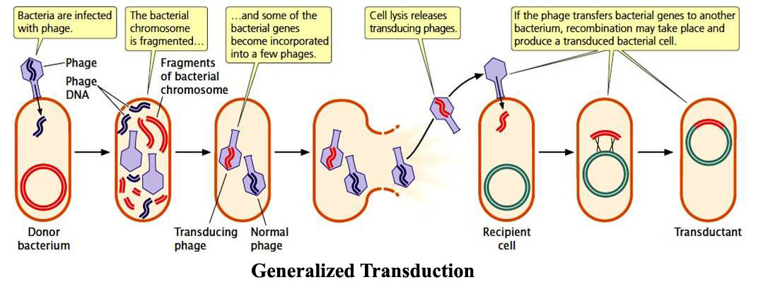 Generalized and Specialized Transduction