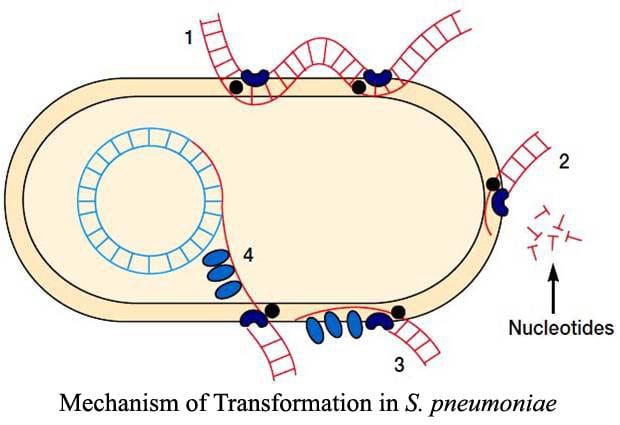 Gene Transfer In Bacteria-II​: Transformation​