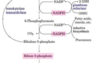 Pentose Phosphate Pathway​ Overview, Oxidative and non-oxidative phases​ Reactions and Key enzymes​ Regulation, Functions and Diseases of HMP Pathway