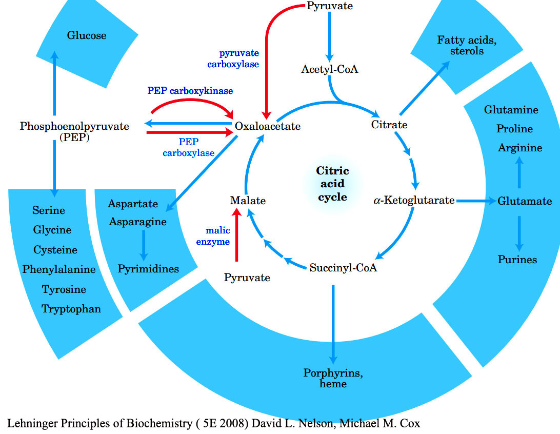 Citric acid cycle,​ Its function in energy generation and providing precursors for biosynthetic pathways; Anaplerotic reactions ​ ​