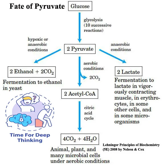 MCQs on Glycolysis