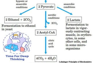 MCQs on Glycolysis and its Regulation