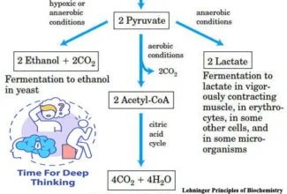 MCQs on Glycolysis and its Regulation
