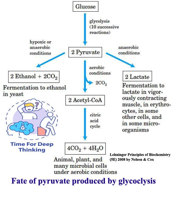 MCQs on Glycolysis and its Regulation