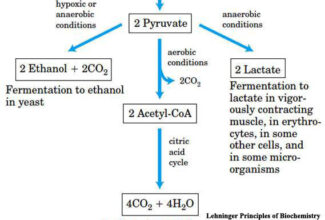 Glycolysis: steps, Rate in the absence of O2 (Pasture effect )​ and in cancerous cells,​ Lactic acid and Alcoholic fermentation,​ Feeder pathway of glycolysis,​ Galactose breakdown (Leloir pathway) and metabolic disturbances;  ​ Regulation of glycolysis, Glucose transporter and their regulation by Insulin​