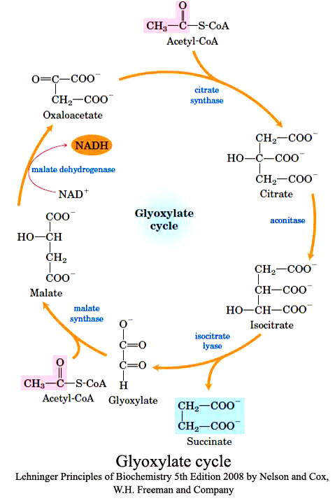 Glyoxylate cycle and its regulation