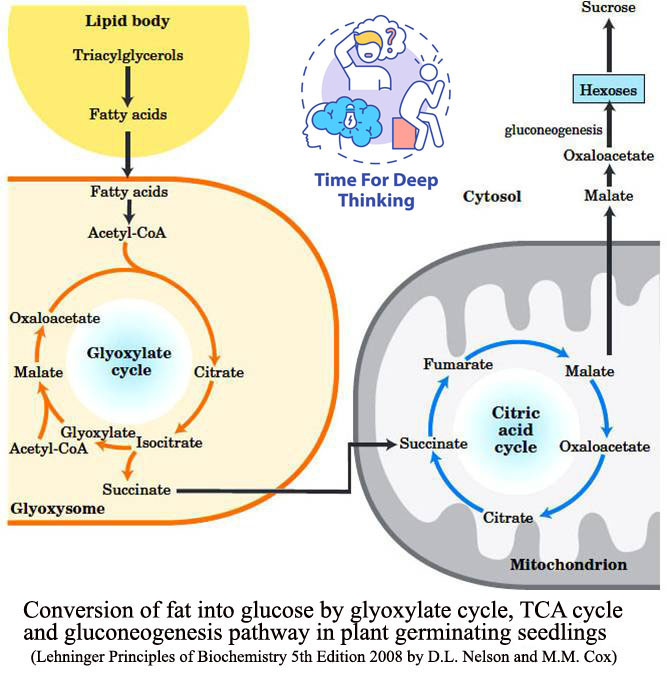 MCQs on Glyoxylate Cycle