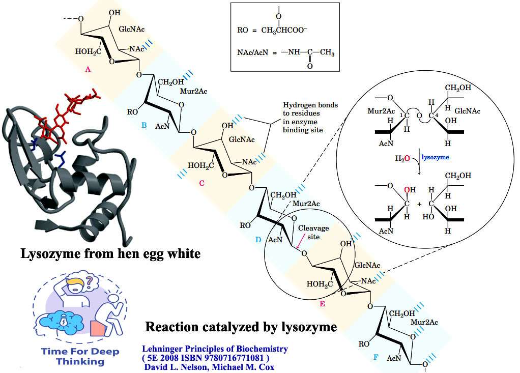 MCQs on Enzyme Catalytic Mechanisms