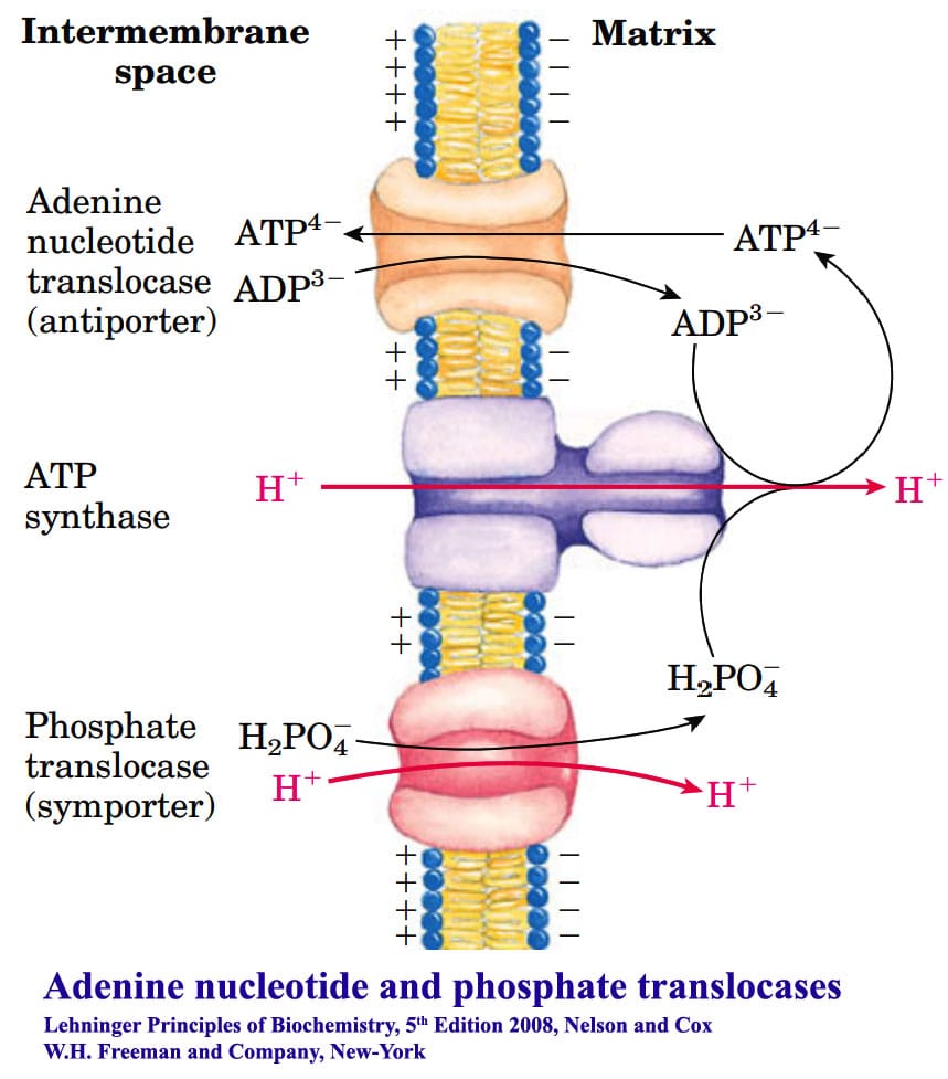 Oxidative Phosphorylation Mitochondria