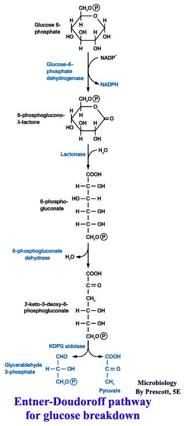 Entner-Doudoroff pathway ​