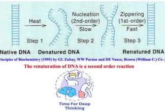 MCQs on DNA Renaturation Kinetics